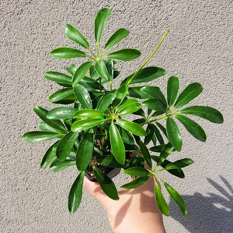 Schefflera arboricola – 4|R4BD