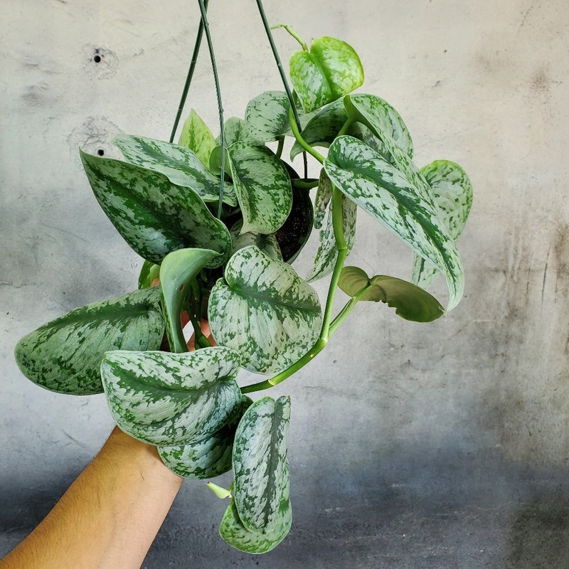 Scindapsus pictus ‘Exotica’ – 6 HB