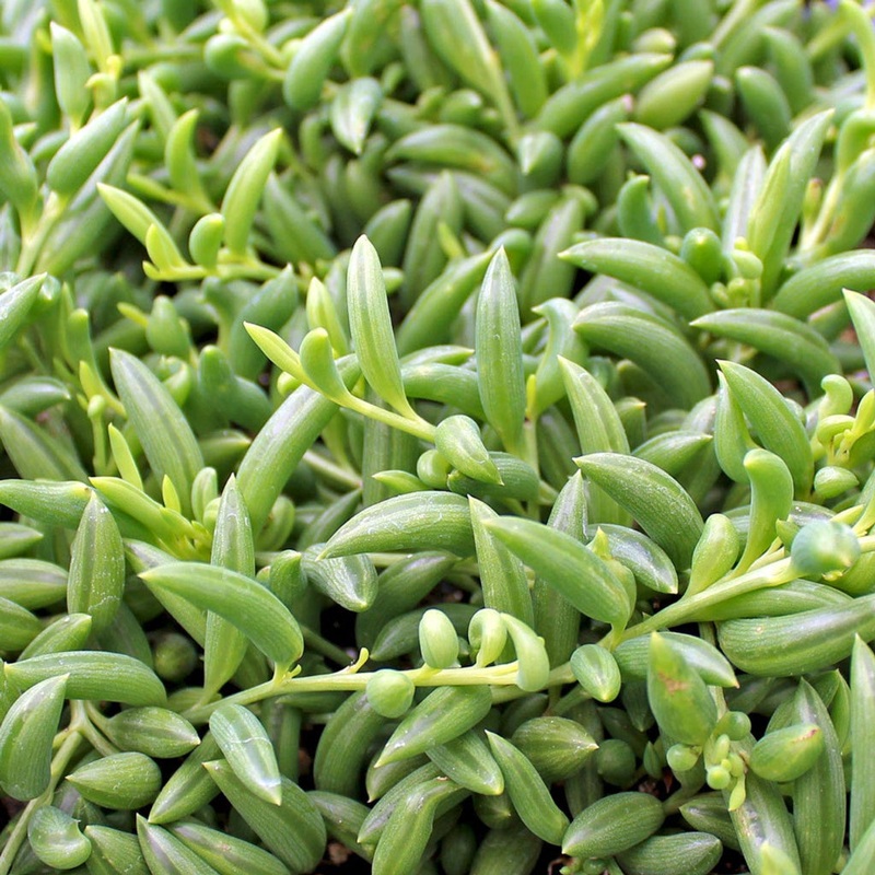 Senecio radicans – 2|CL6C|CL6C