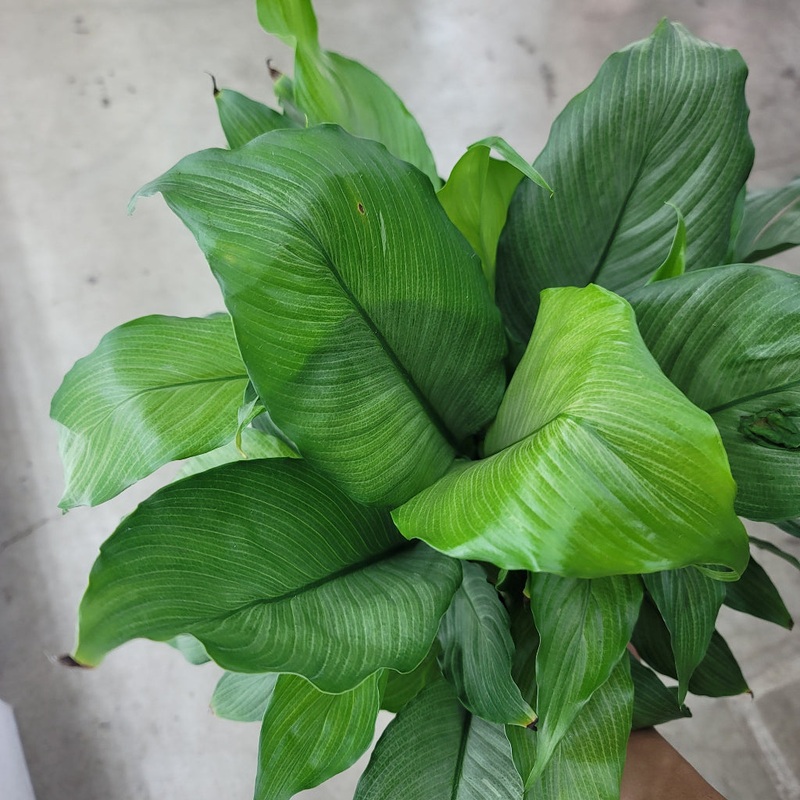 Spathiphyllum ‘Platinum Mist’ – 6