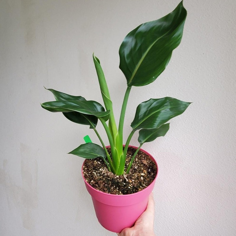 Strelitzia nicolai  – 6|R4B|R4B