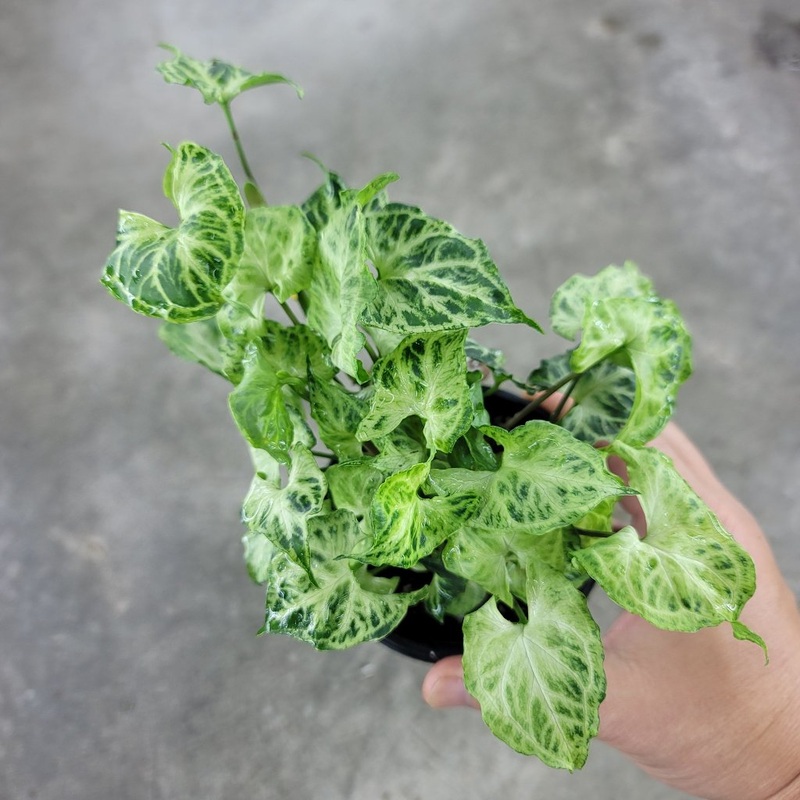Syngonium podophyllum ‘Batik’ – 4
