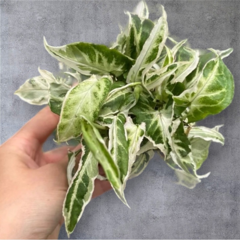 Syngonium ‘Starlite’ – 4|BR03B