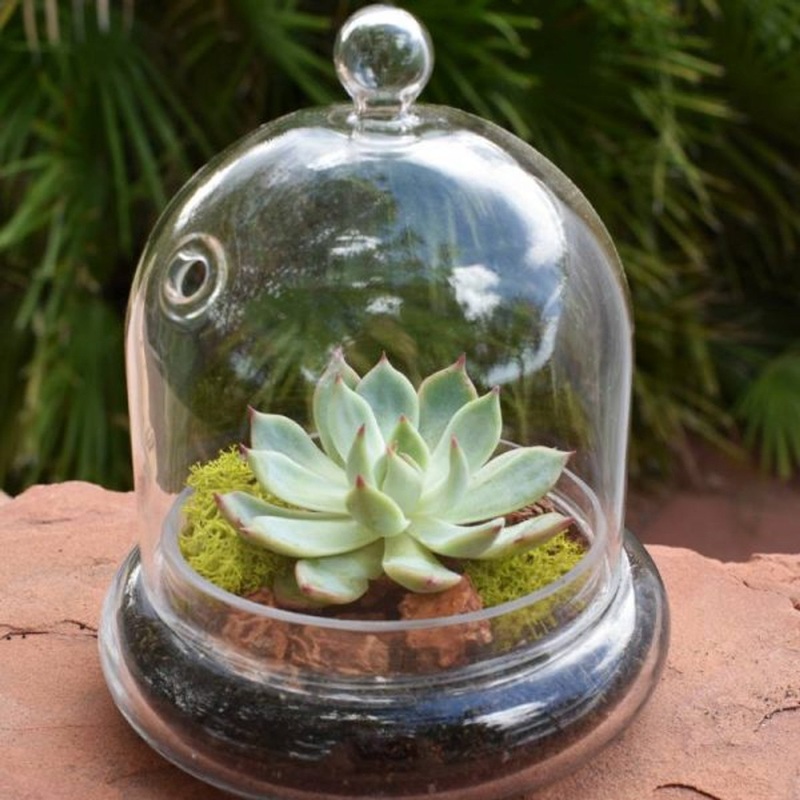 Terrarium Cloche – 4