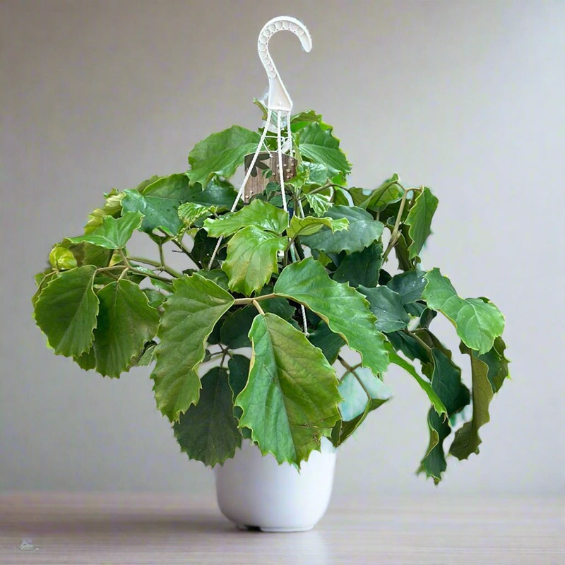 Tetrastigma voinierianum – 10 HB