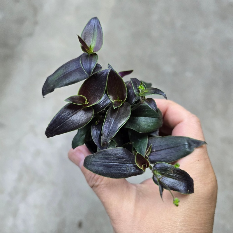 Tradescantia ‘Jose Puig’ – 2|CL5