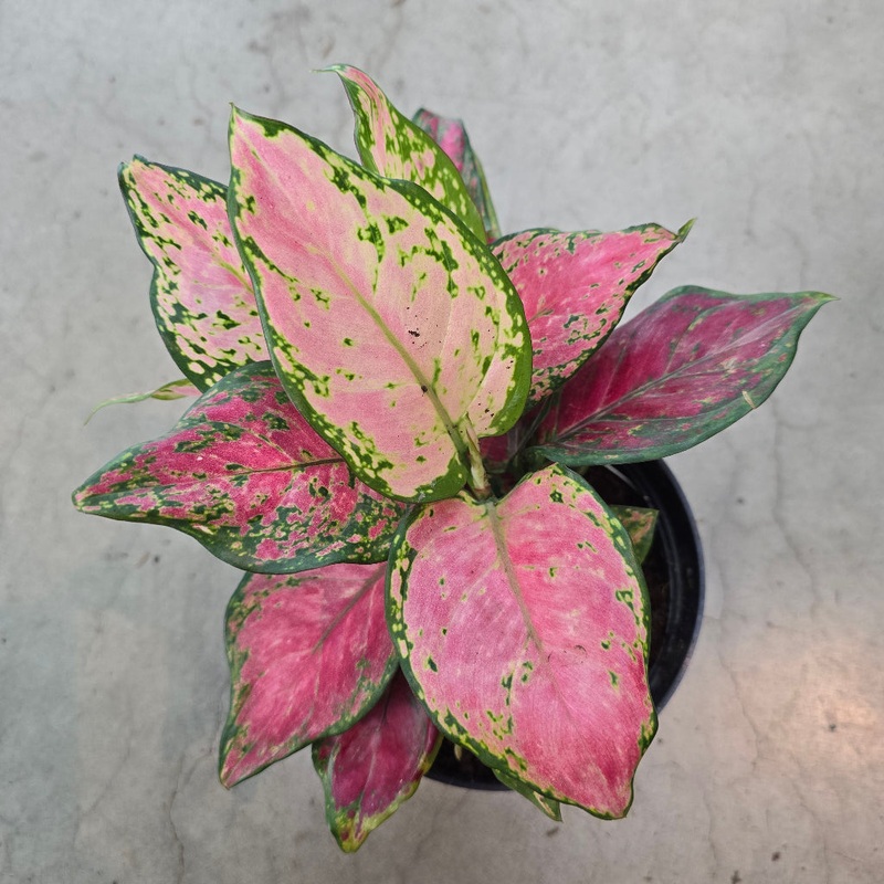 Aglaonema ‘Lucky Red’ – 6|TBD|TBD
