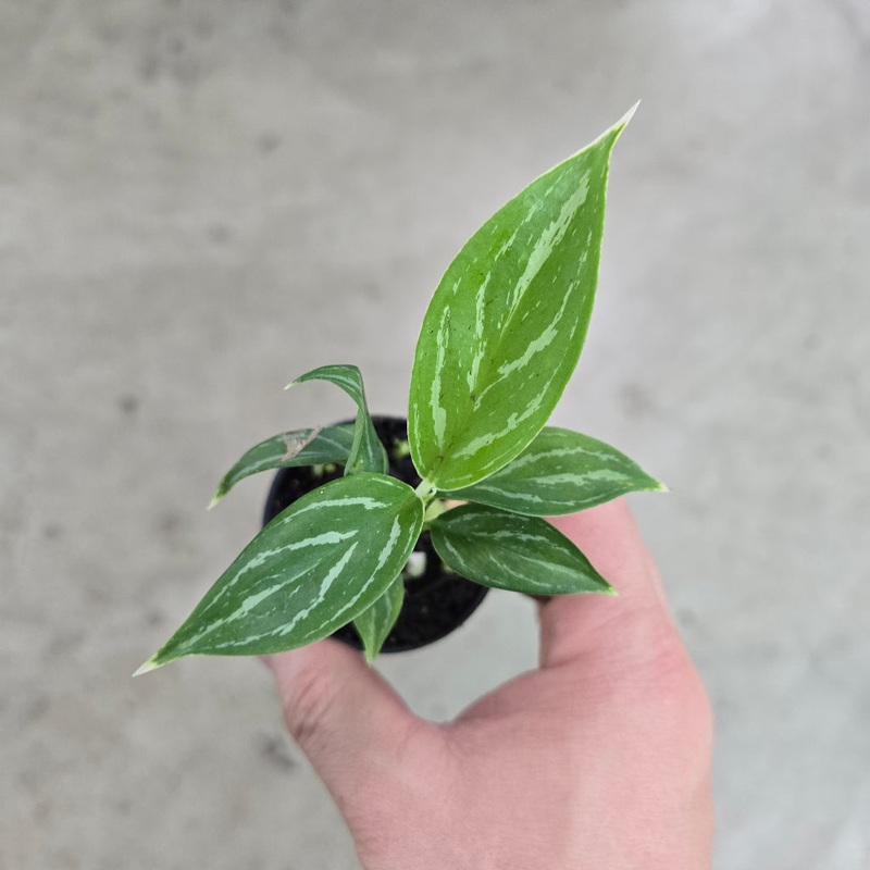 Aglaonema ‘Snow White’ – 2|CL4D