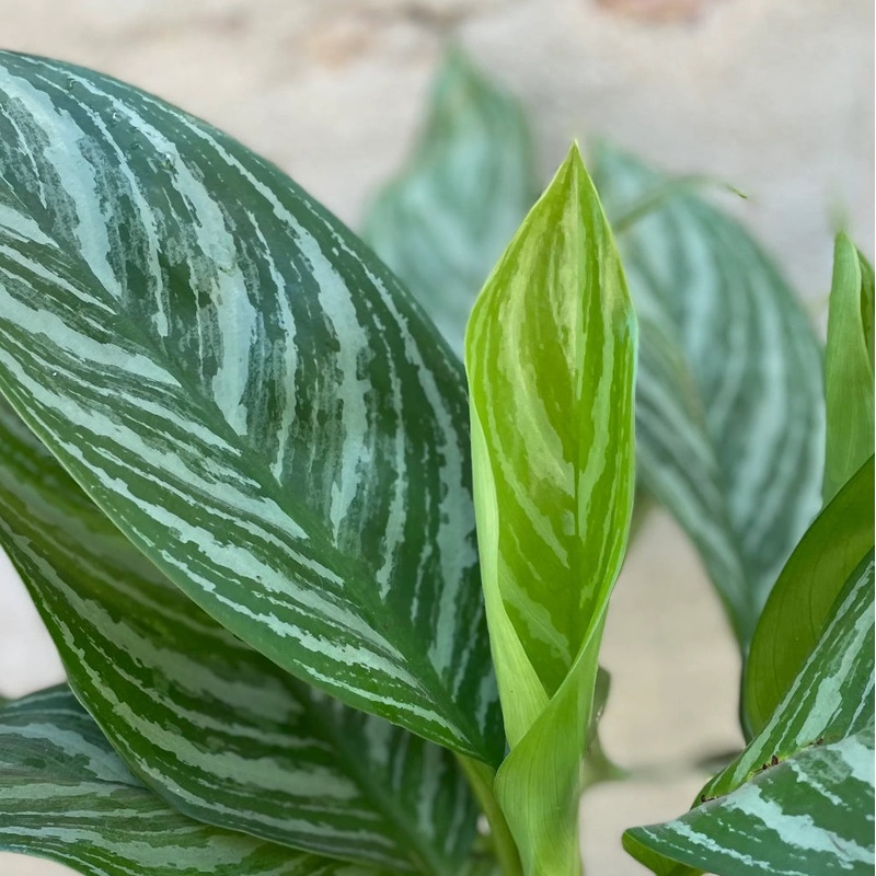 Aglaonema ‘Stripes’ – 6|BR09D|BR09D