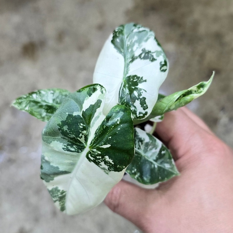 Alocasia frydek variegata – 2|CASE