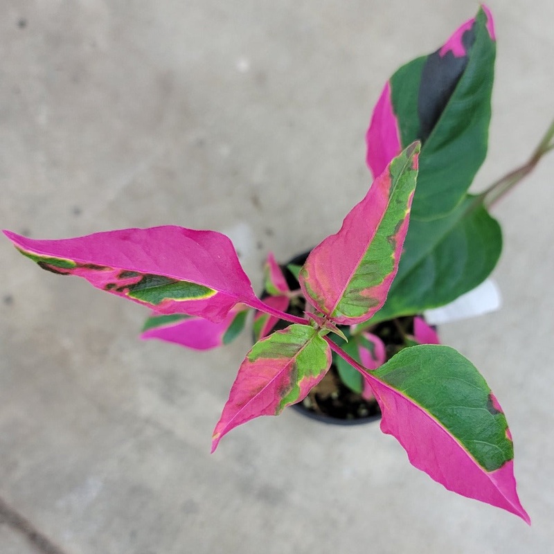 Alternanthera ficoidea ‘Party time’ – 4