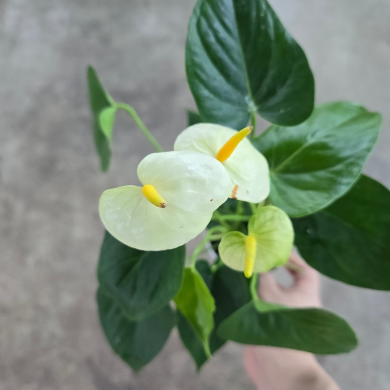 Anthurium andreanum – white – 4