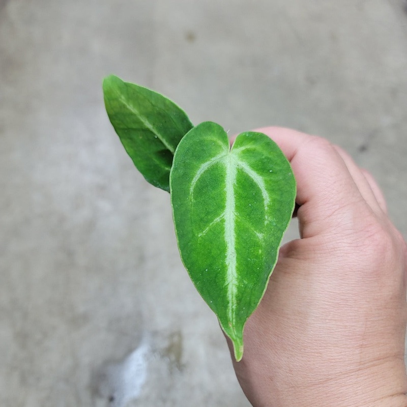 Anthurium magnificum – 2|CL4C|CL4C