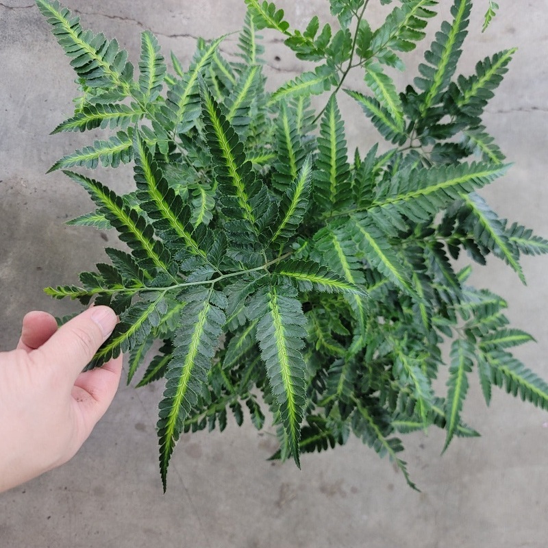Arachniodes simplicior ‘Variegata’ – 6