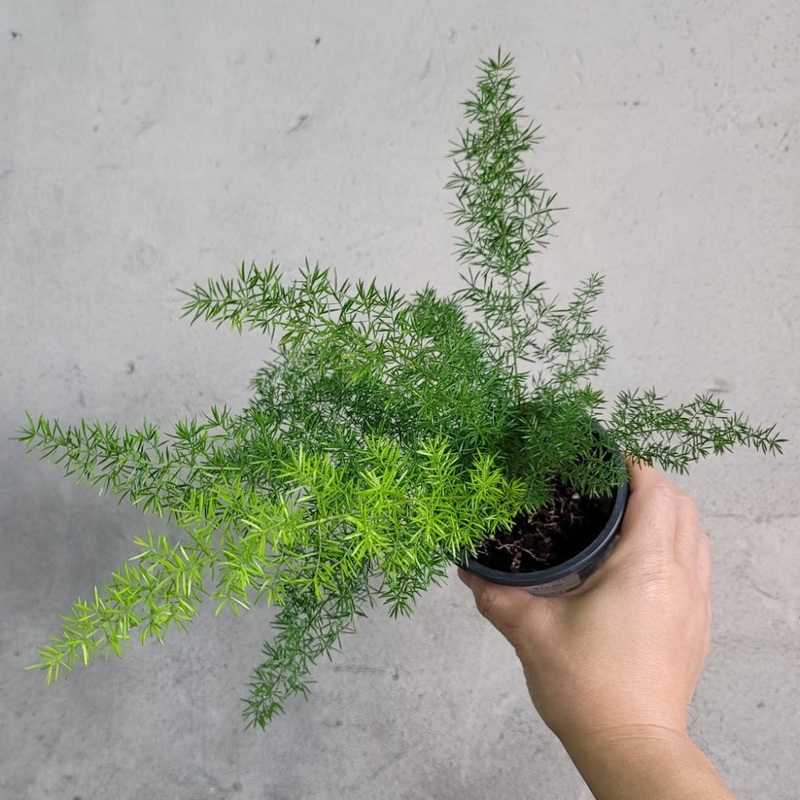 Asparagus densiflorus ‘Myers’ – 4