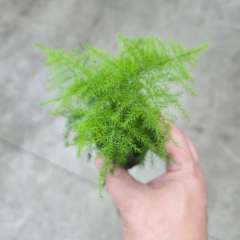 Asparagus plumosa – 2|CL5D|CL5D