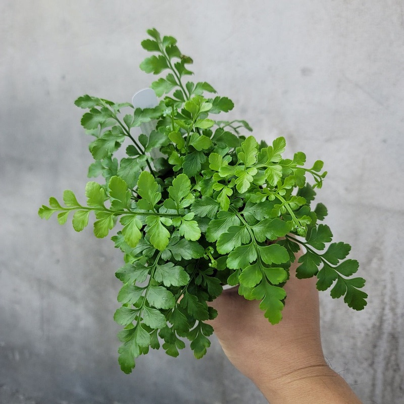 Austral gem fern – 4|BR06B|BR06B