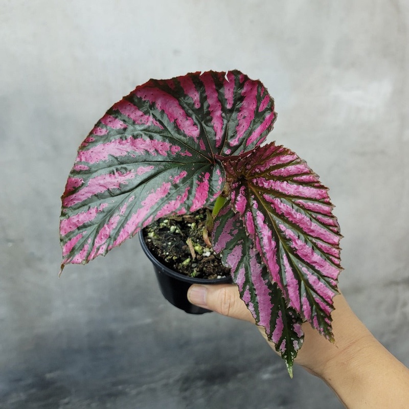 Begonia brevirimosa ‘Exotica’ – 4