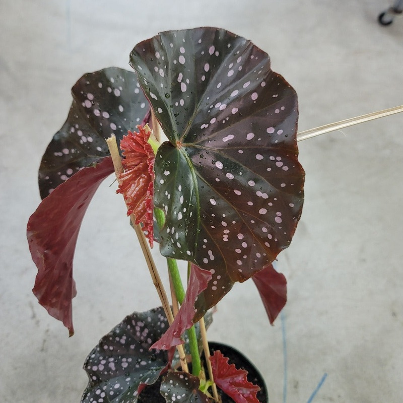 Begonia Cracklin Rose – 4|BR16B