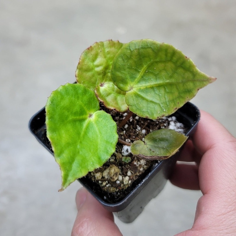 Begonia ferox – 2|CL3C|CL3C
