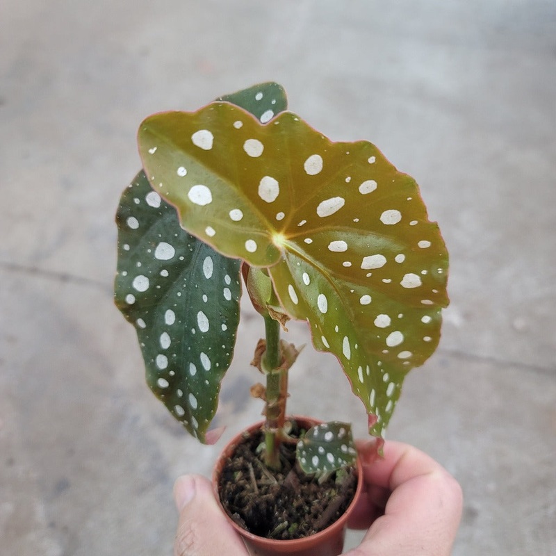 Begonia maculata – 2|CL3B|CL3B