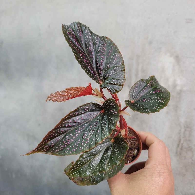 Begonia maculata pink spot – 2