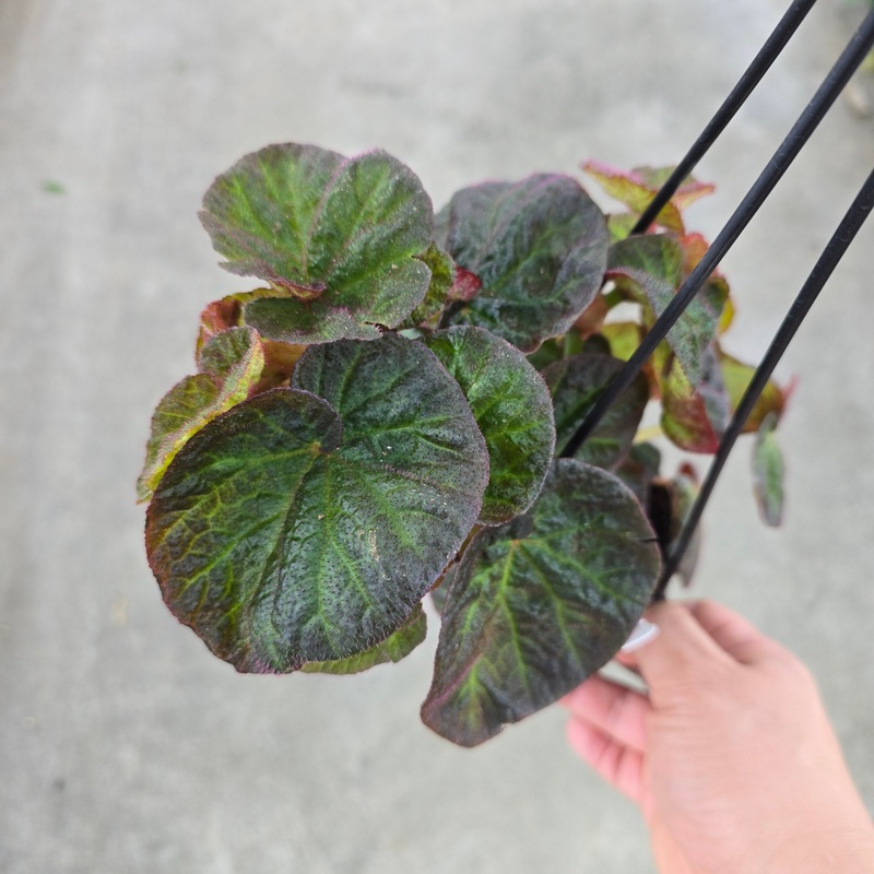 Begonia ‘Manaus’ –  4 HB|PW|PW