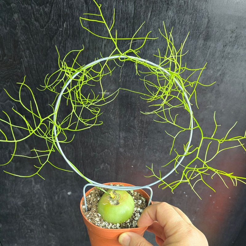 Bowiea volubilis – 4 hoop|SR|SR