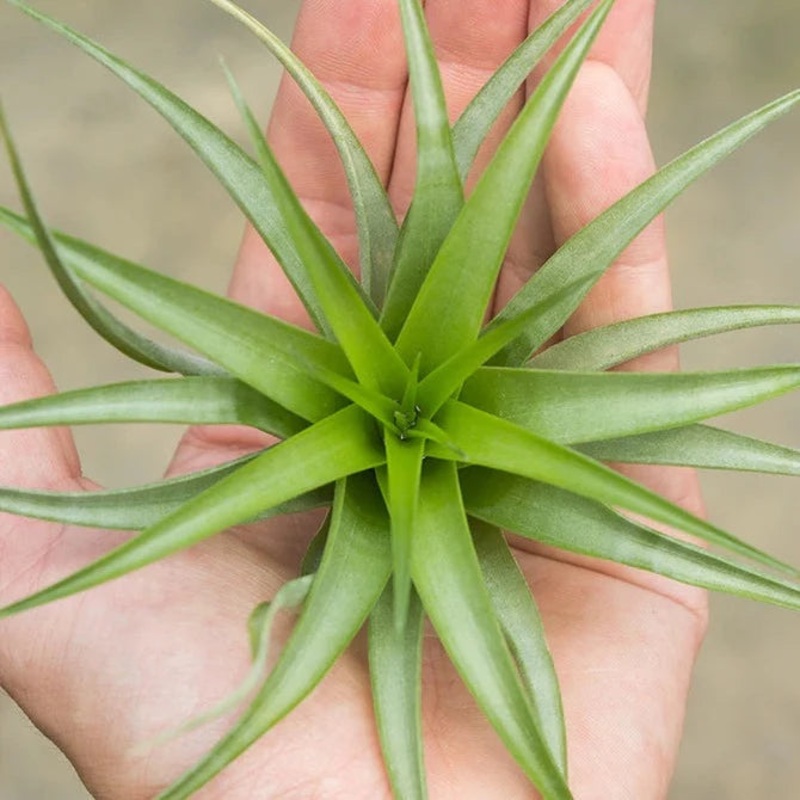 Brachycaulos (5-6)