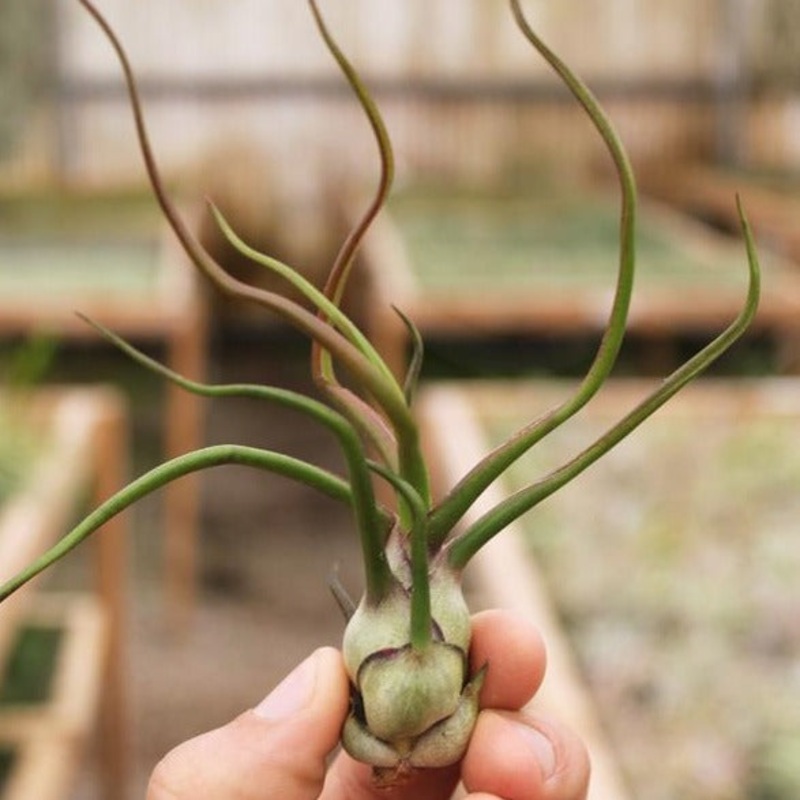 Bulbosa Guatemala (4-5)