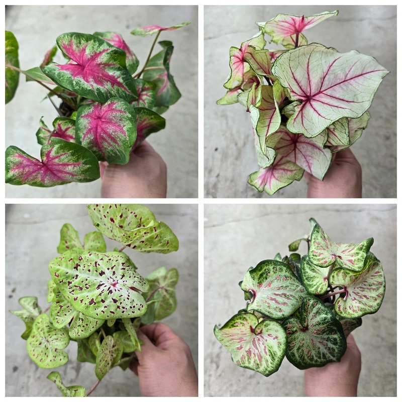 Caladium assorted – 4|BR01C|BR01C