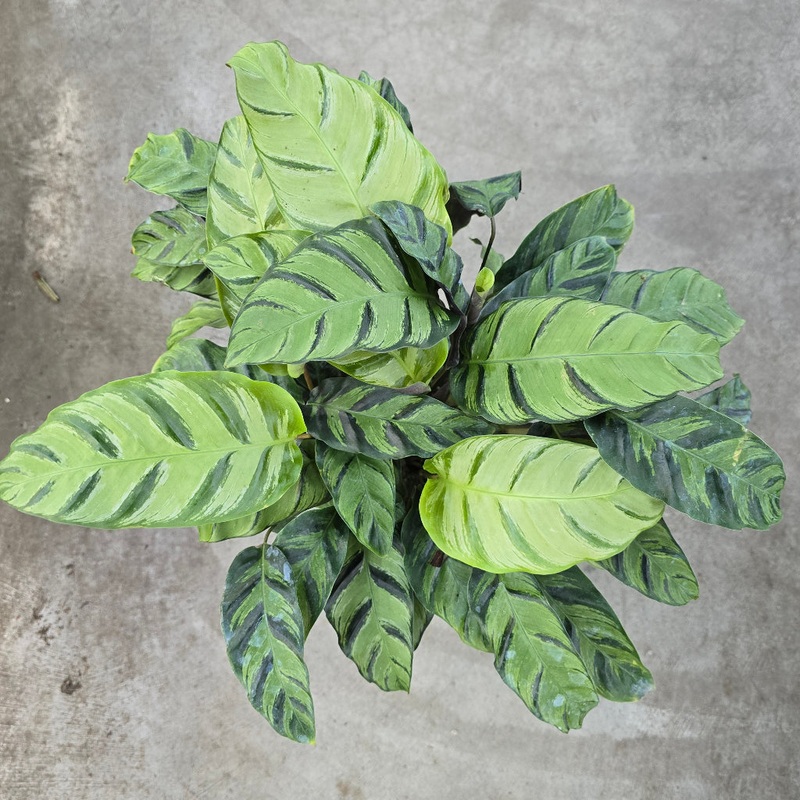 Calathea ‘Green Star’ – 8|BR04