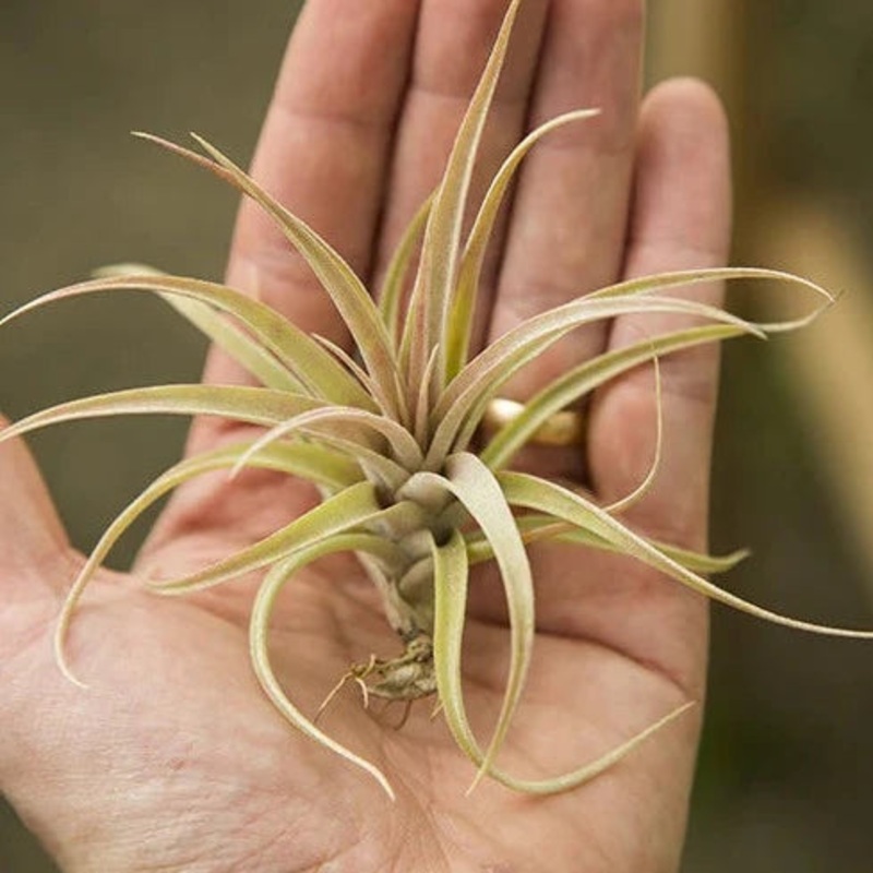 Capitata Peach (4-5)