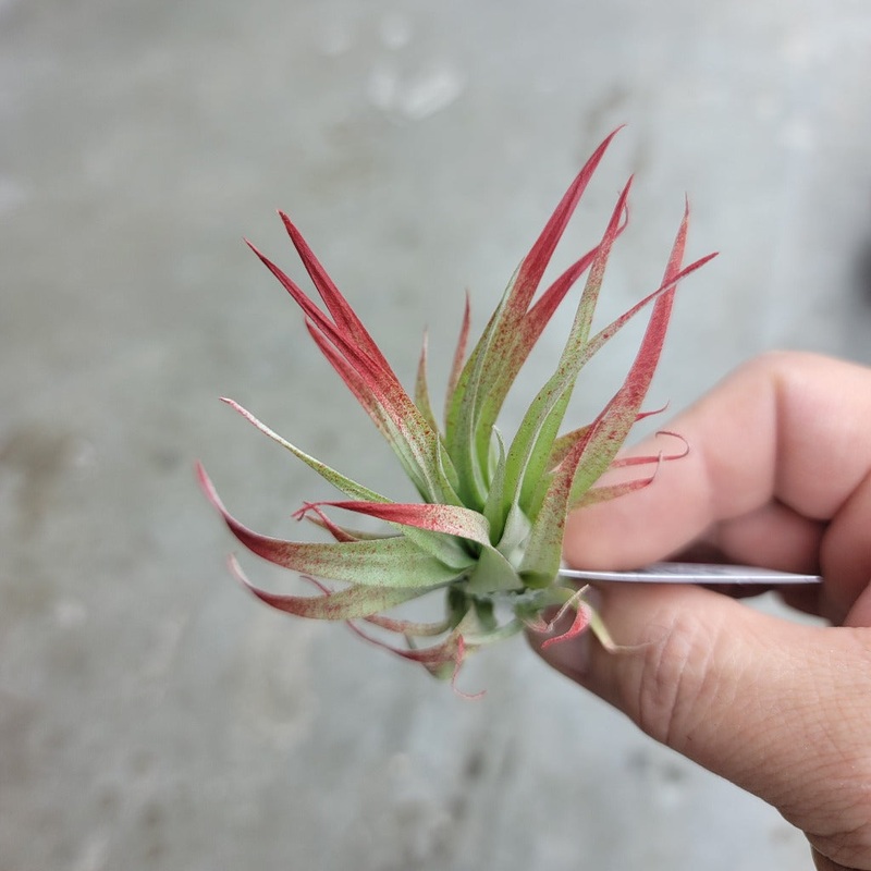 Capitata Red (3-4) enhanced