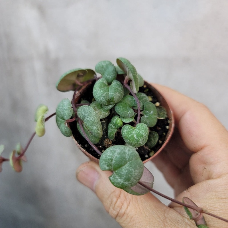 Ceropegia woodii  – 2|CL4A|CL4A