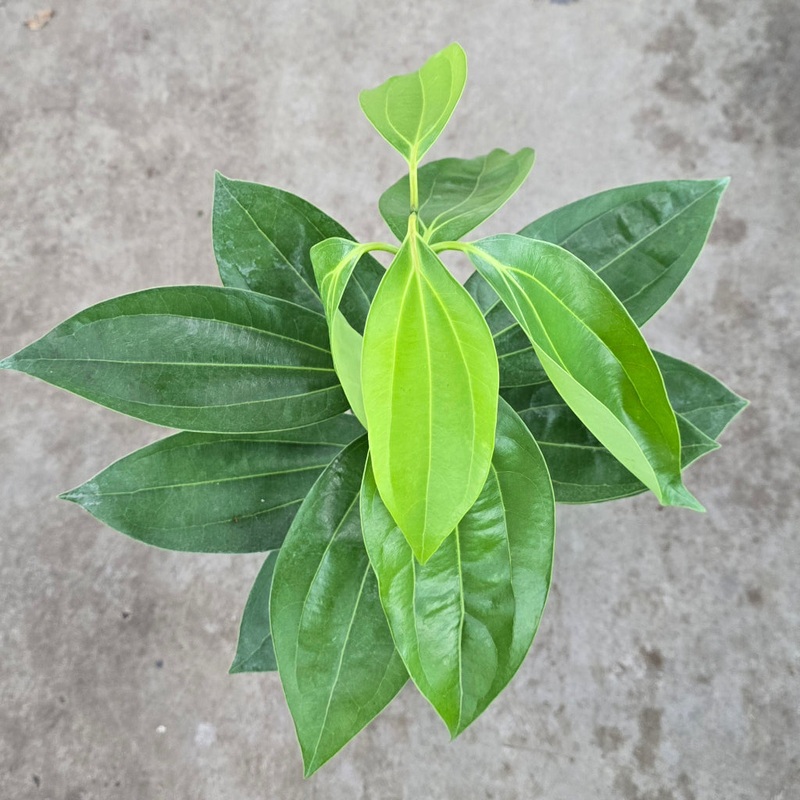 Cinnamomum verum – 6|FW|FW
