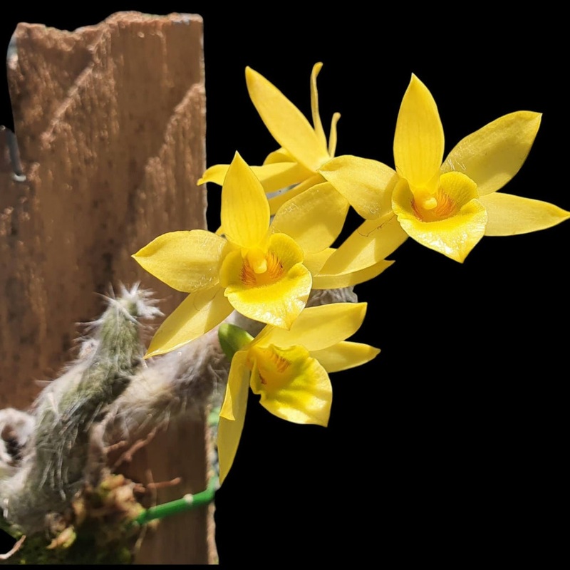 Dendrobium ‘Senile’