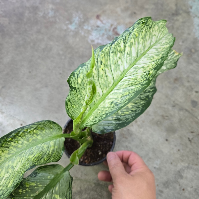 Dieffenbachia ‘Tiki’ – 4|BR09D