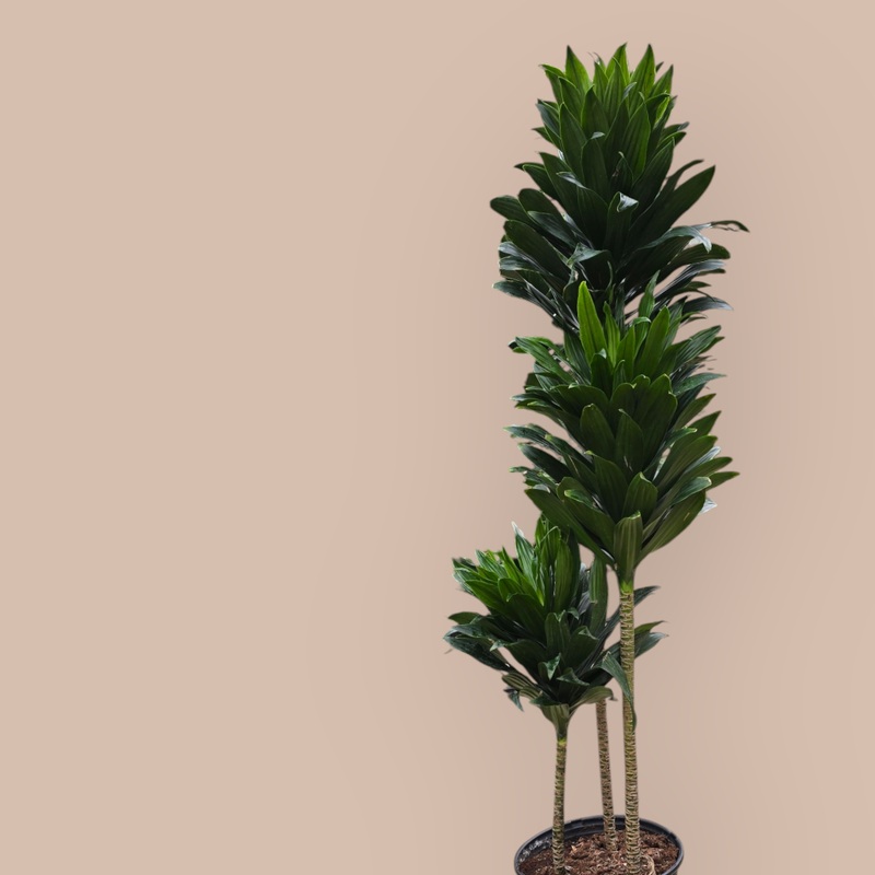 Dracaena deremensis compacta – 10 (no shipping)