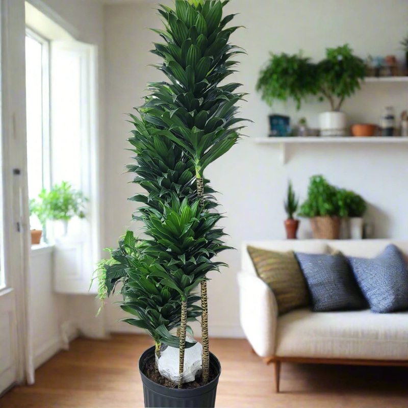 DRACAENA DEREMENSIS COMPACTA – 12 (no shipping)