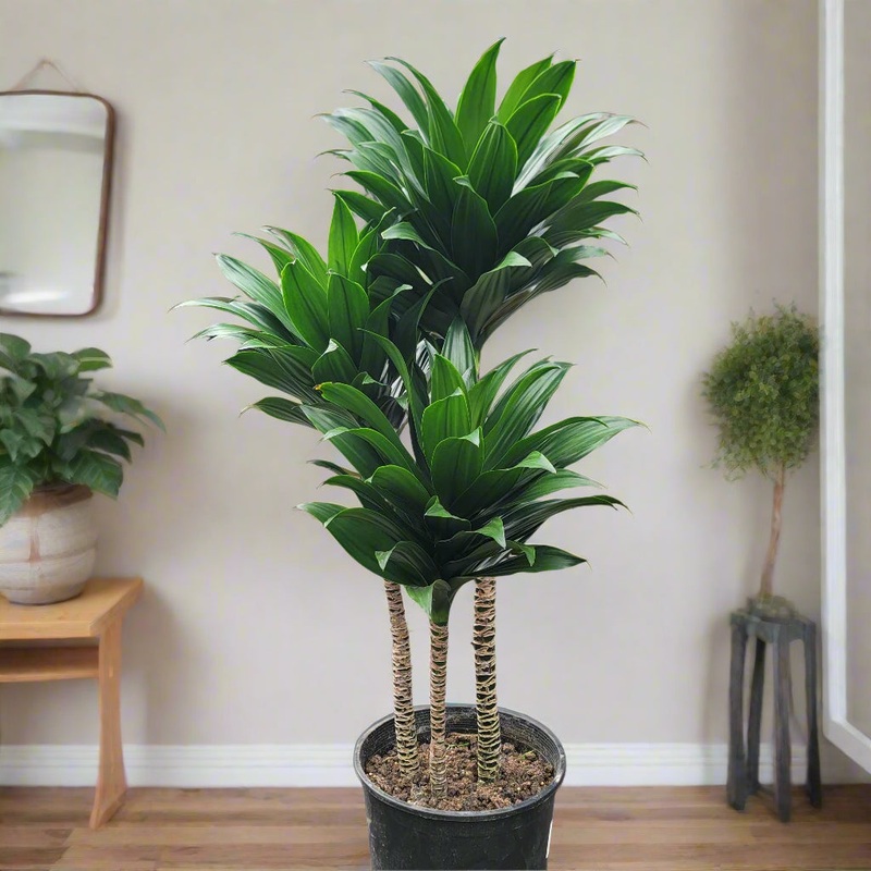 Dracaena deremensis compacta – 9