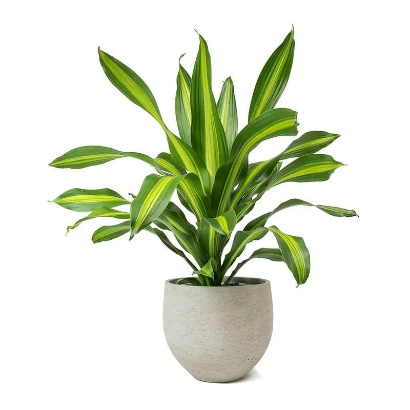 Dracaena fragrans ‘Cintho’ – 6 (cane)