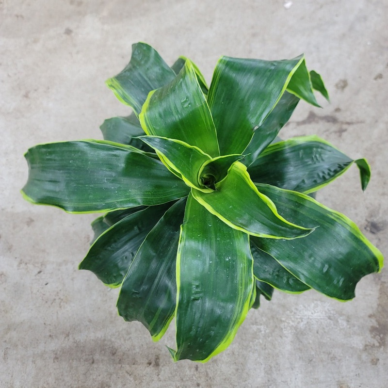 Dracaena fragrans ‘Dorado’ – 8