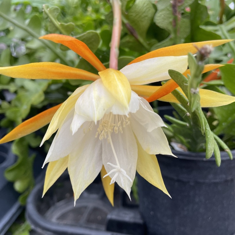 Epiphyllum anguliger – 3|CL6B|CL6B