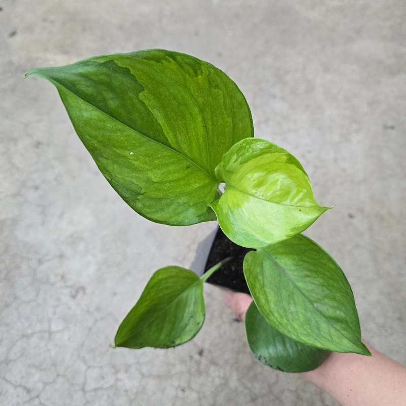 Epipremnum aureum ‘Lemon Top’ – 2.5