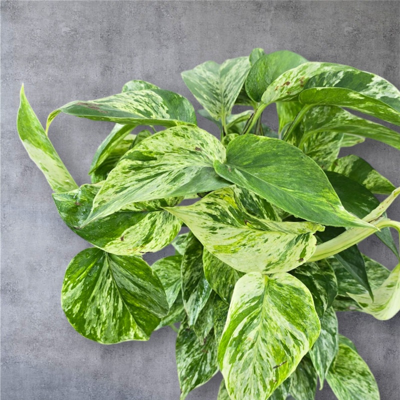 Epipremnum aureum ‘Marble Queen’ – Pole