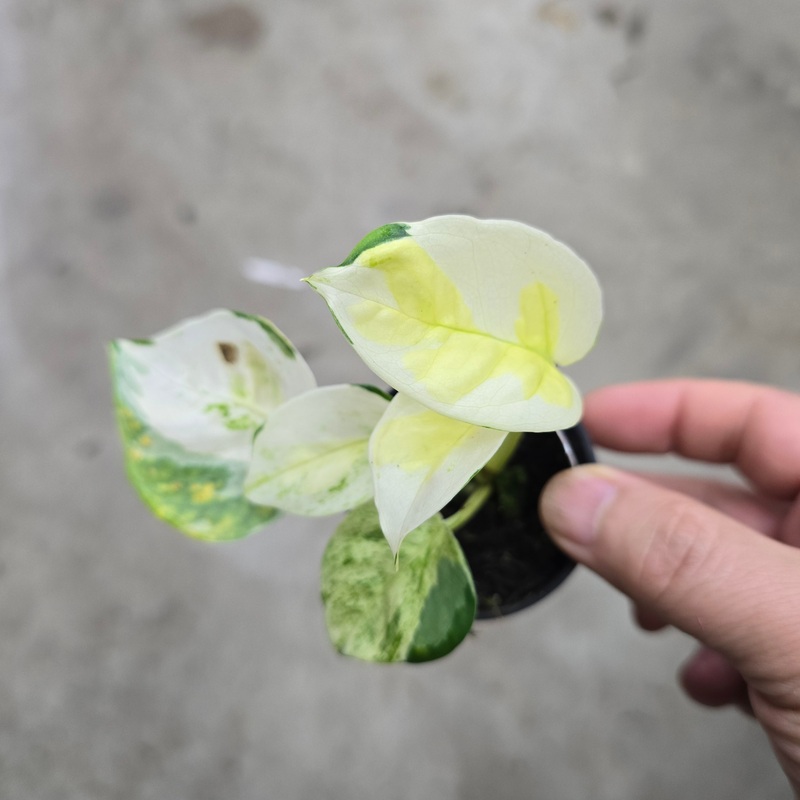 Epipremnum ‘global japan’ – 2|BR13B