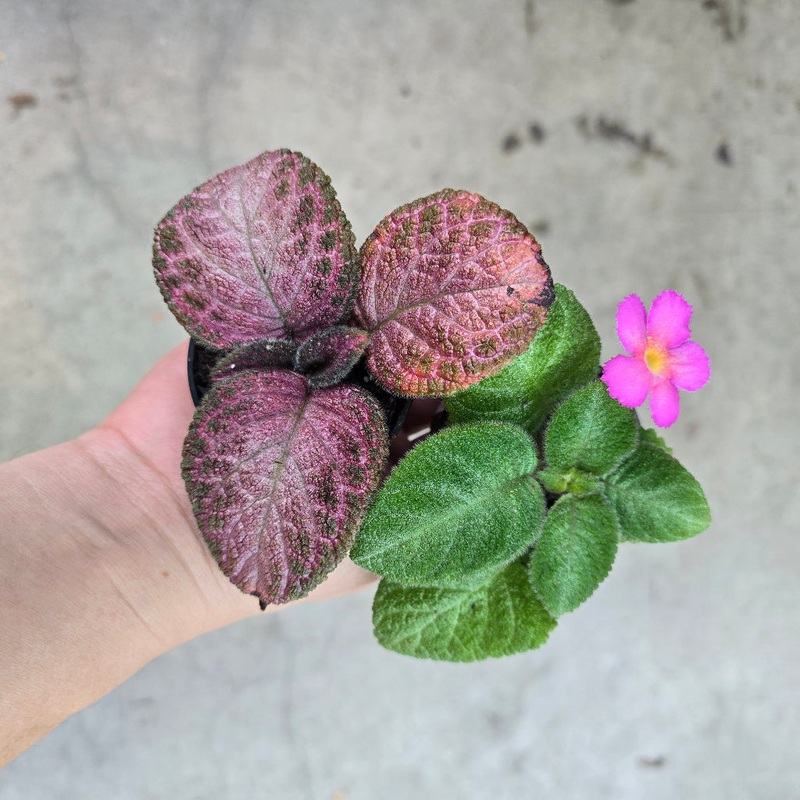 Episcia assorted – 2|CL1C|CL1C