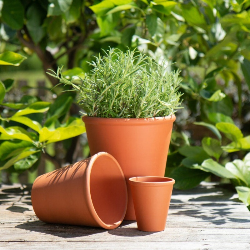 Euro rose pot – 2.5