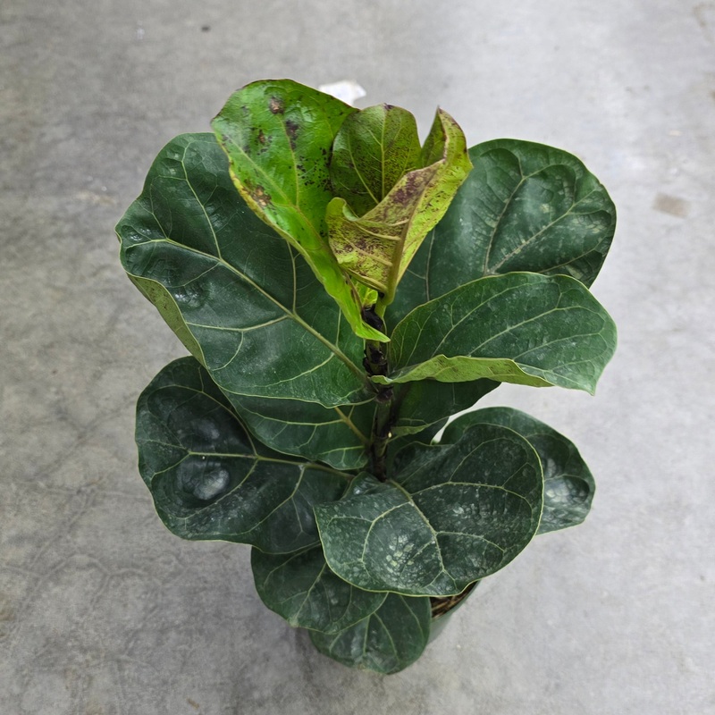 Ficus lyrata comp. ‘Bambino’ – 6